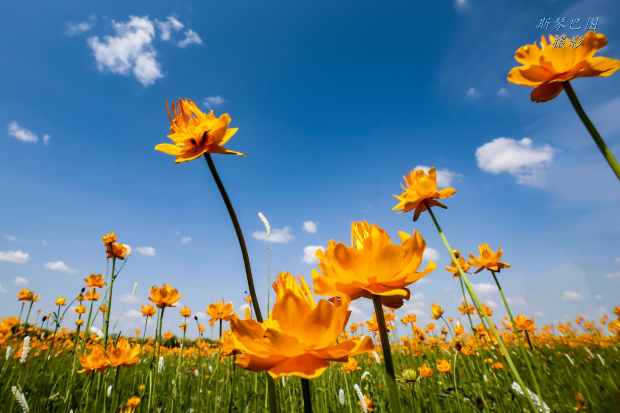 正蓝旗沙漠中盛开的金莲花