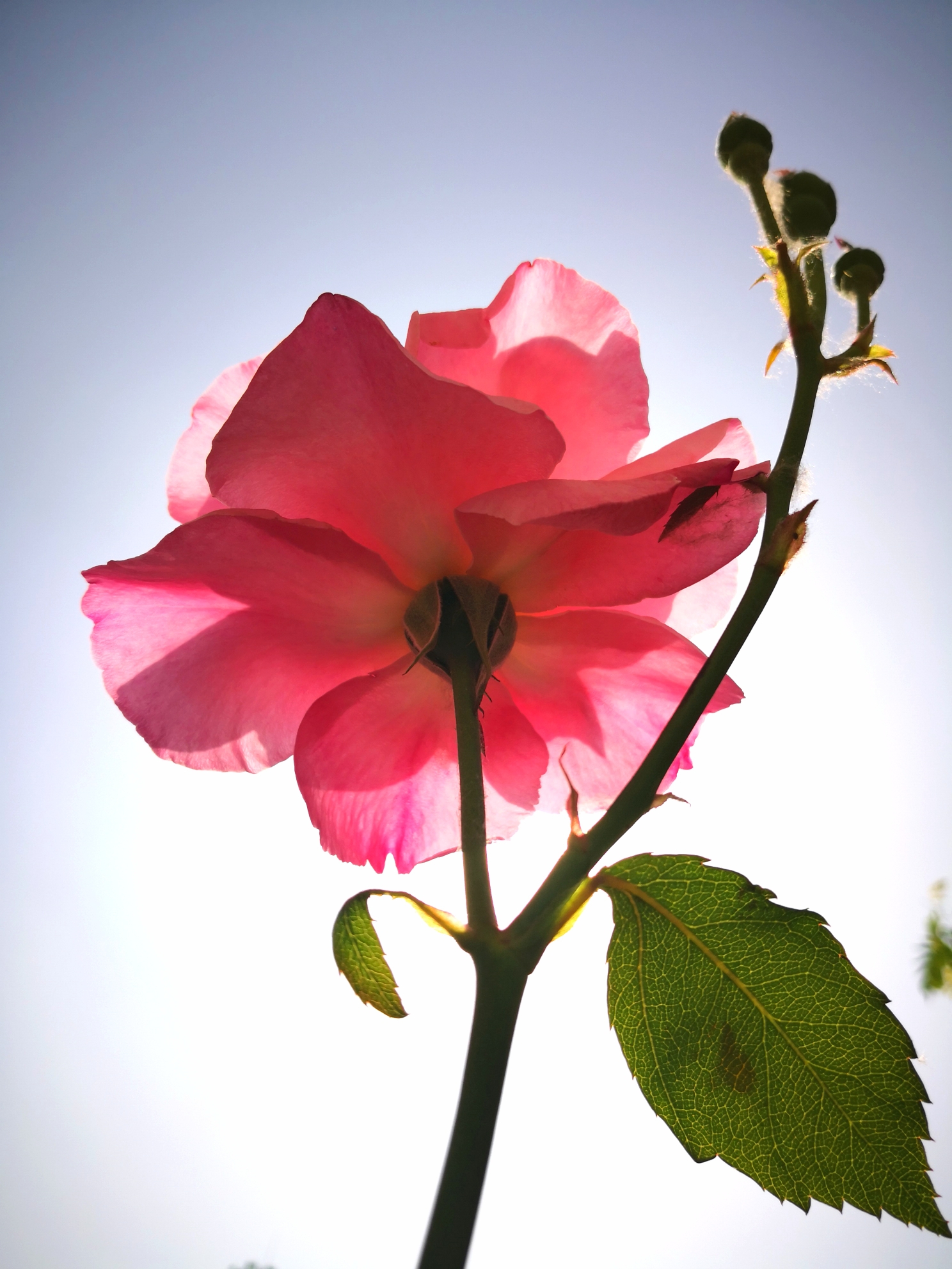 認花識草——豐花 月季,薔薇科,薔薇屬,落葉灌木.