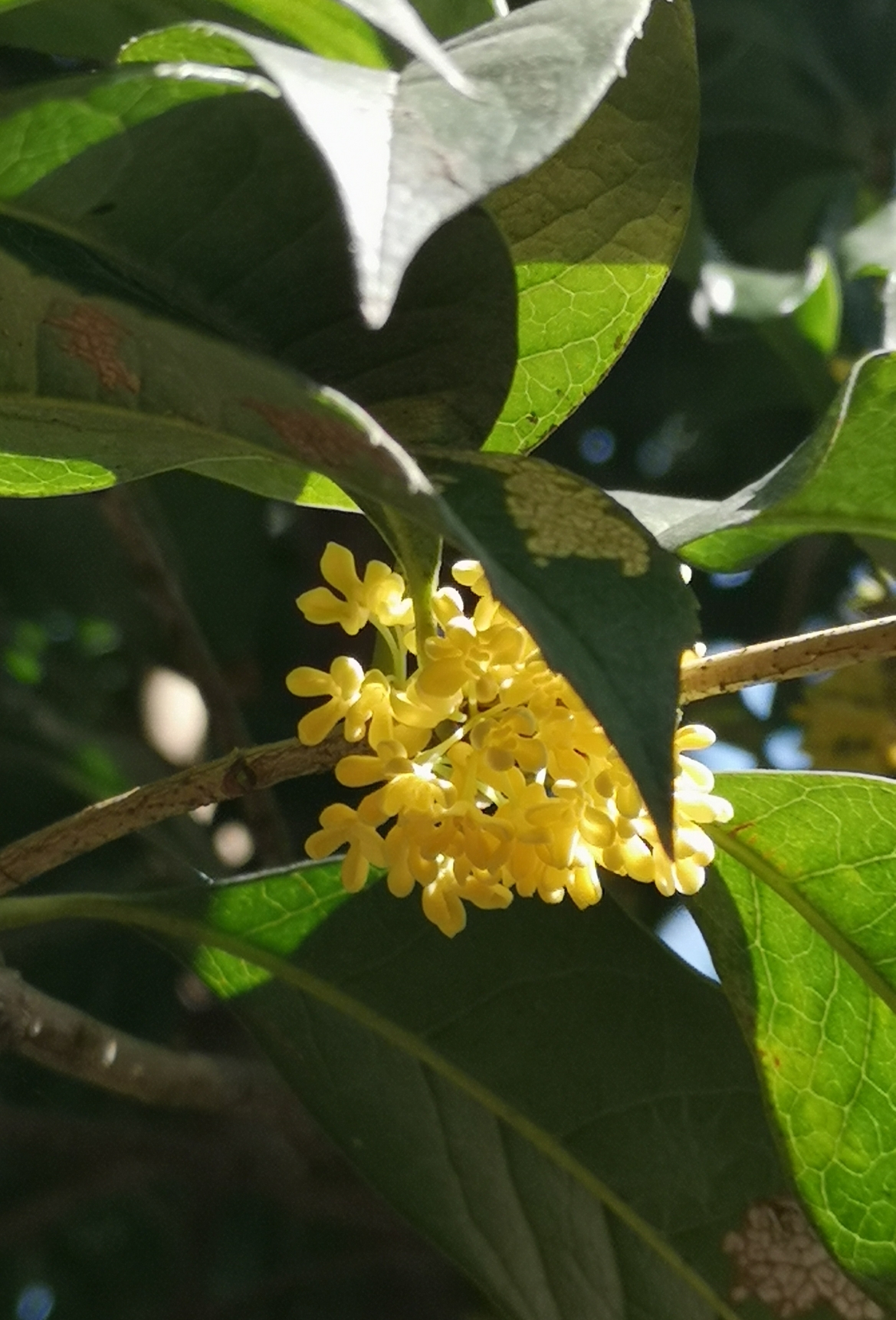 八月桂花遍地开