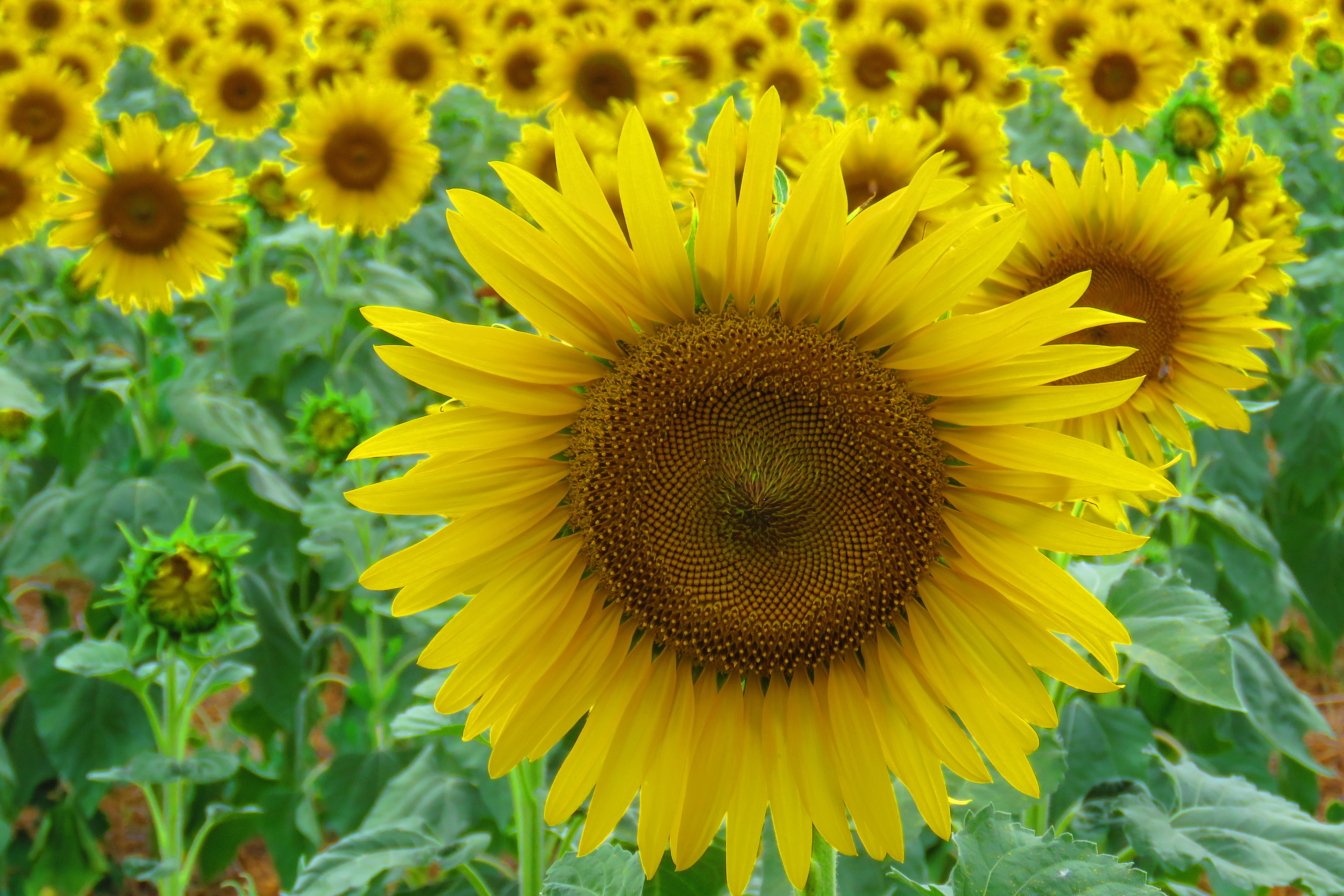 油葵花开金灿灿