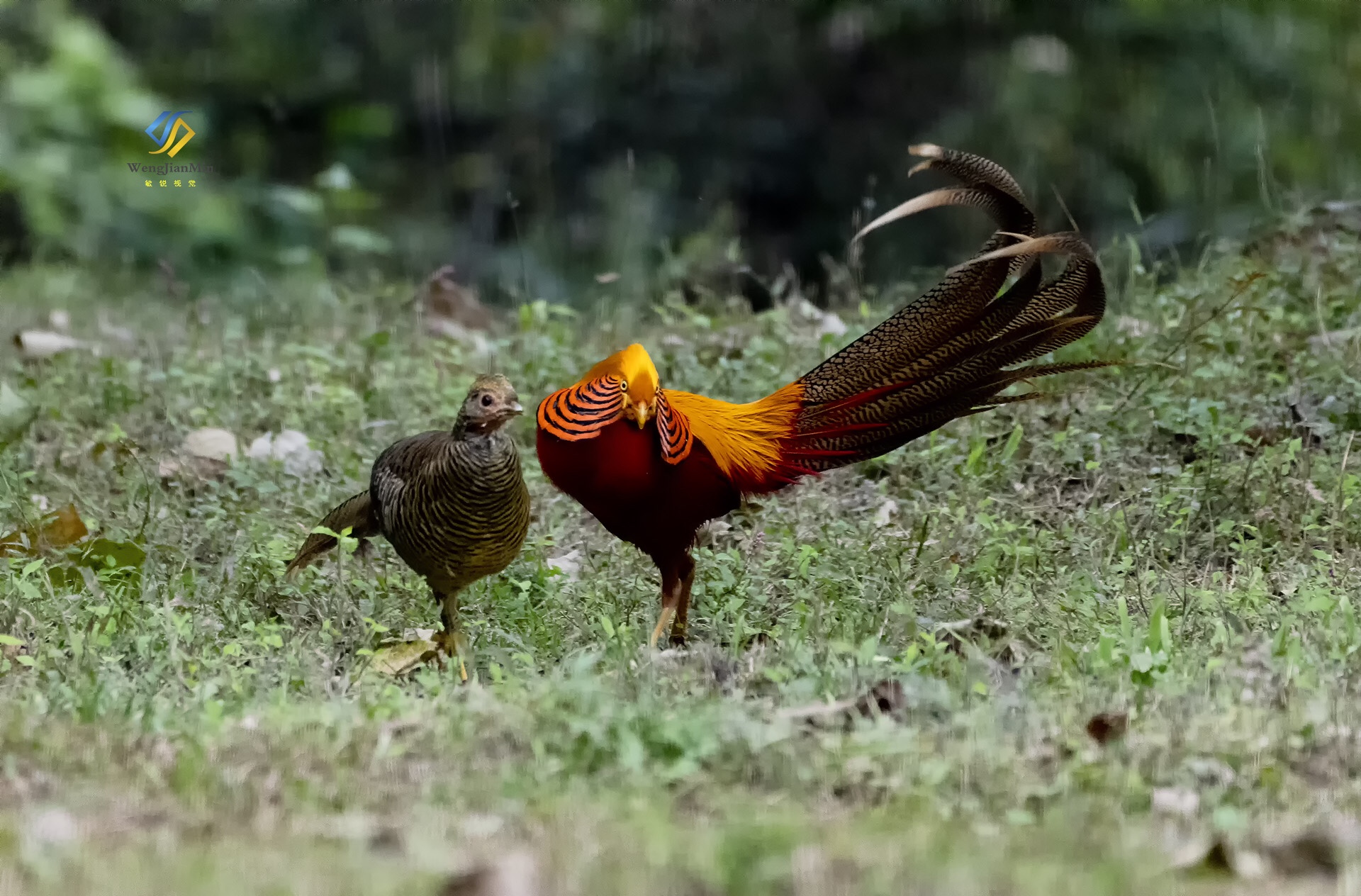 活着的,凤凰,红腹锦鸡