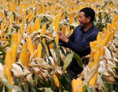 玉米地多黄豆少 原创 图片来源网络