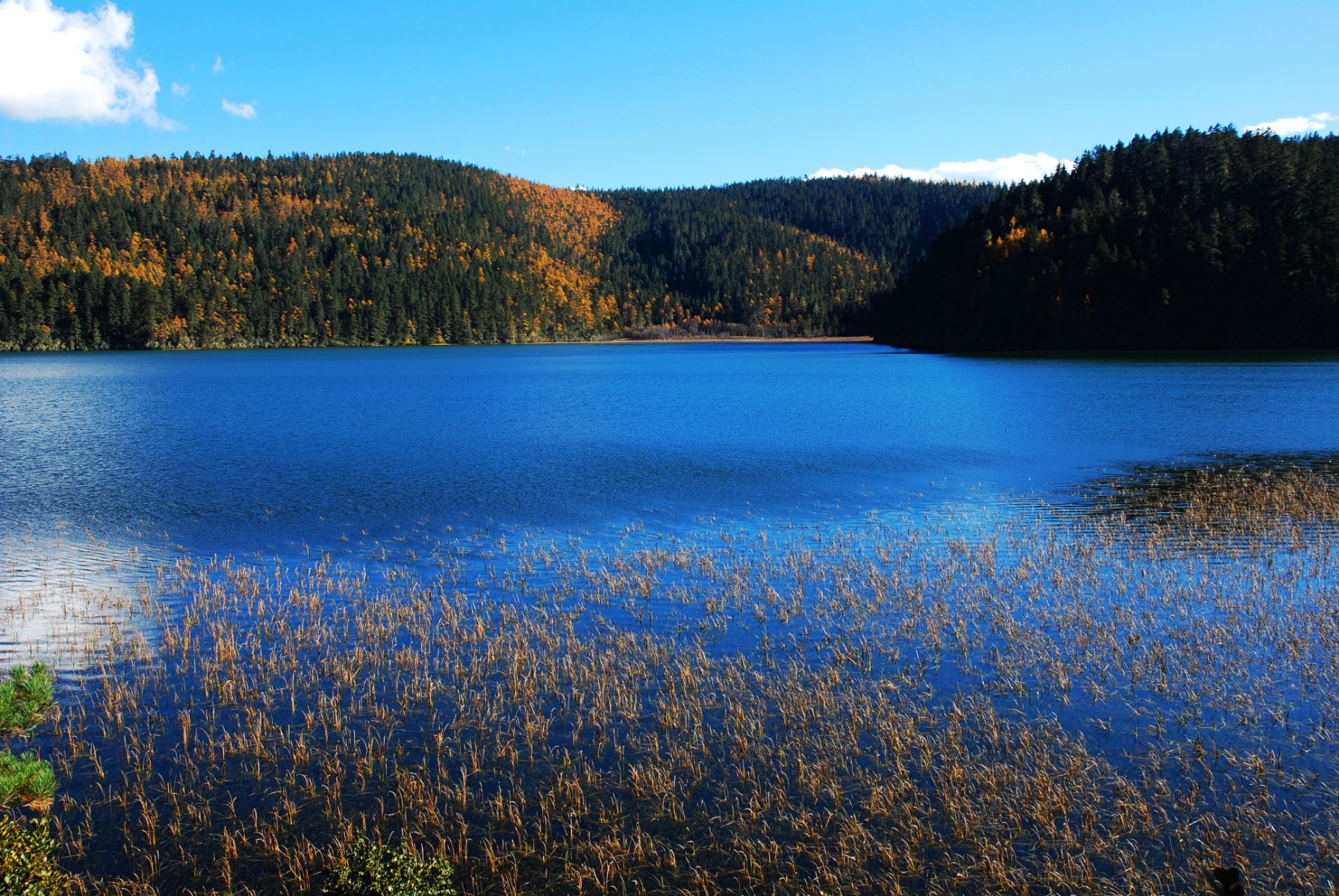明净的高原湖泊在普达措一一香格里拉风景之七