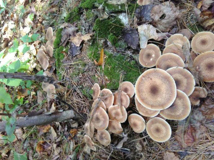 采蘑菇 原创 图片来源网络