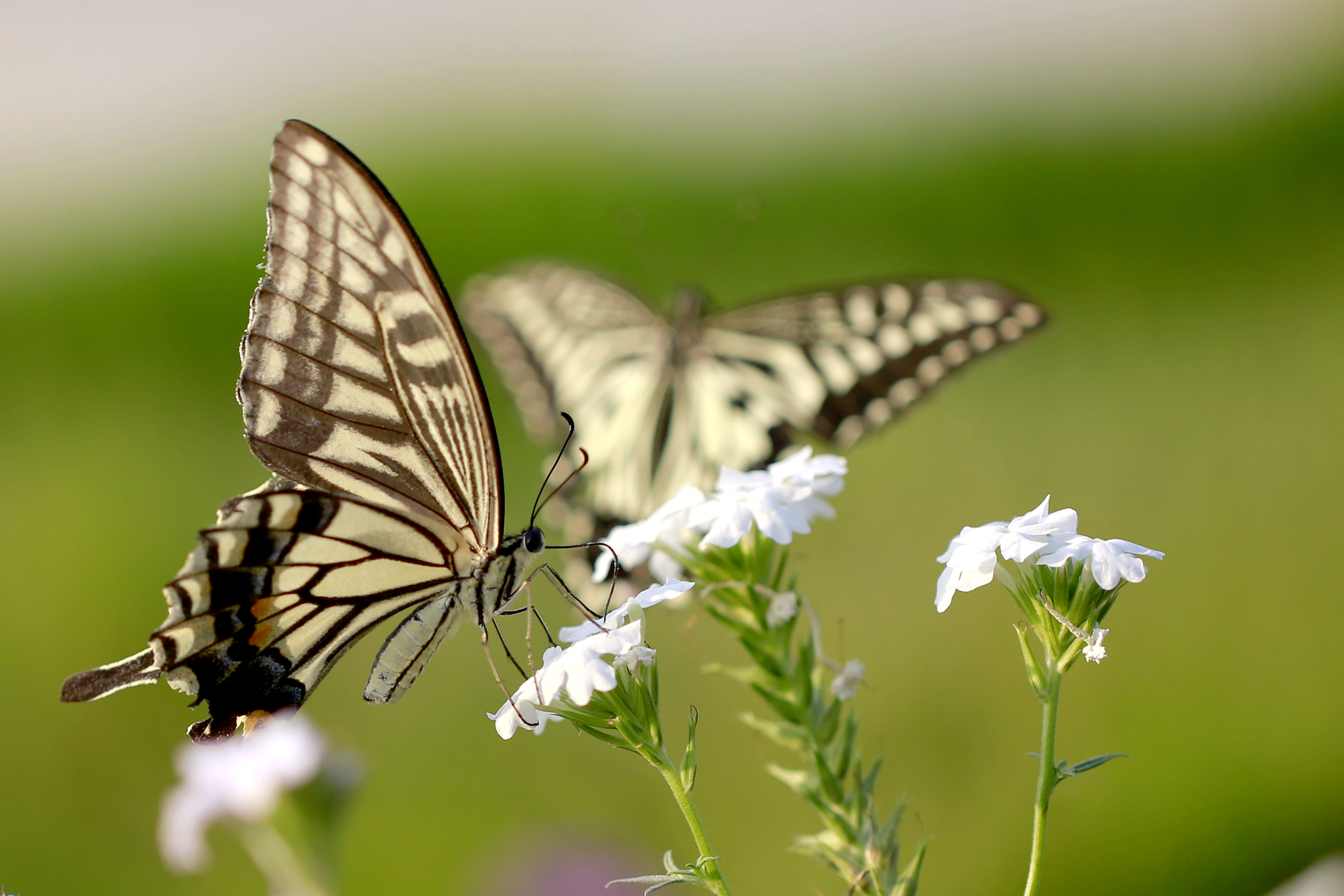 两只蝴蝶翩翩舞