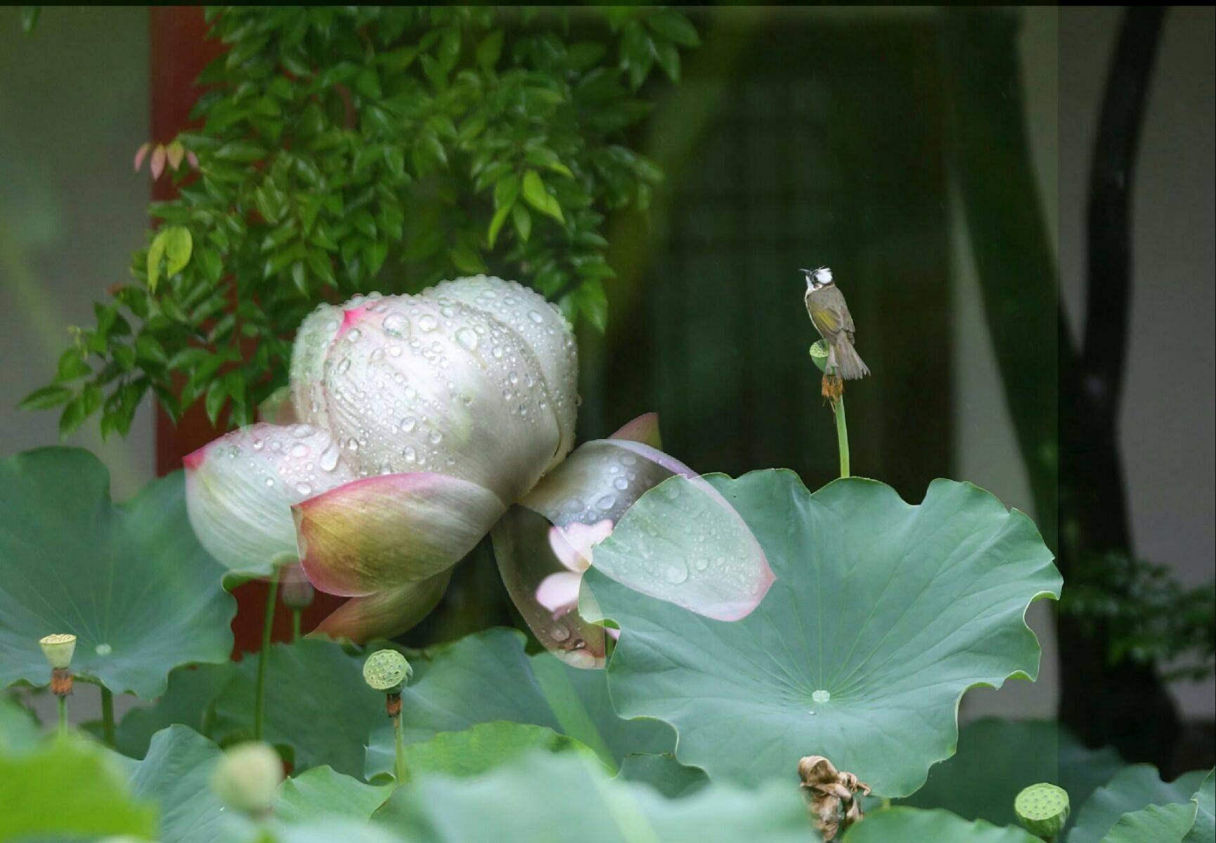 雨荷韵