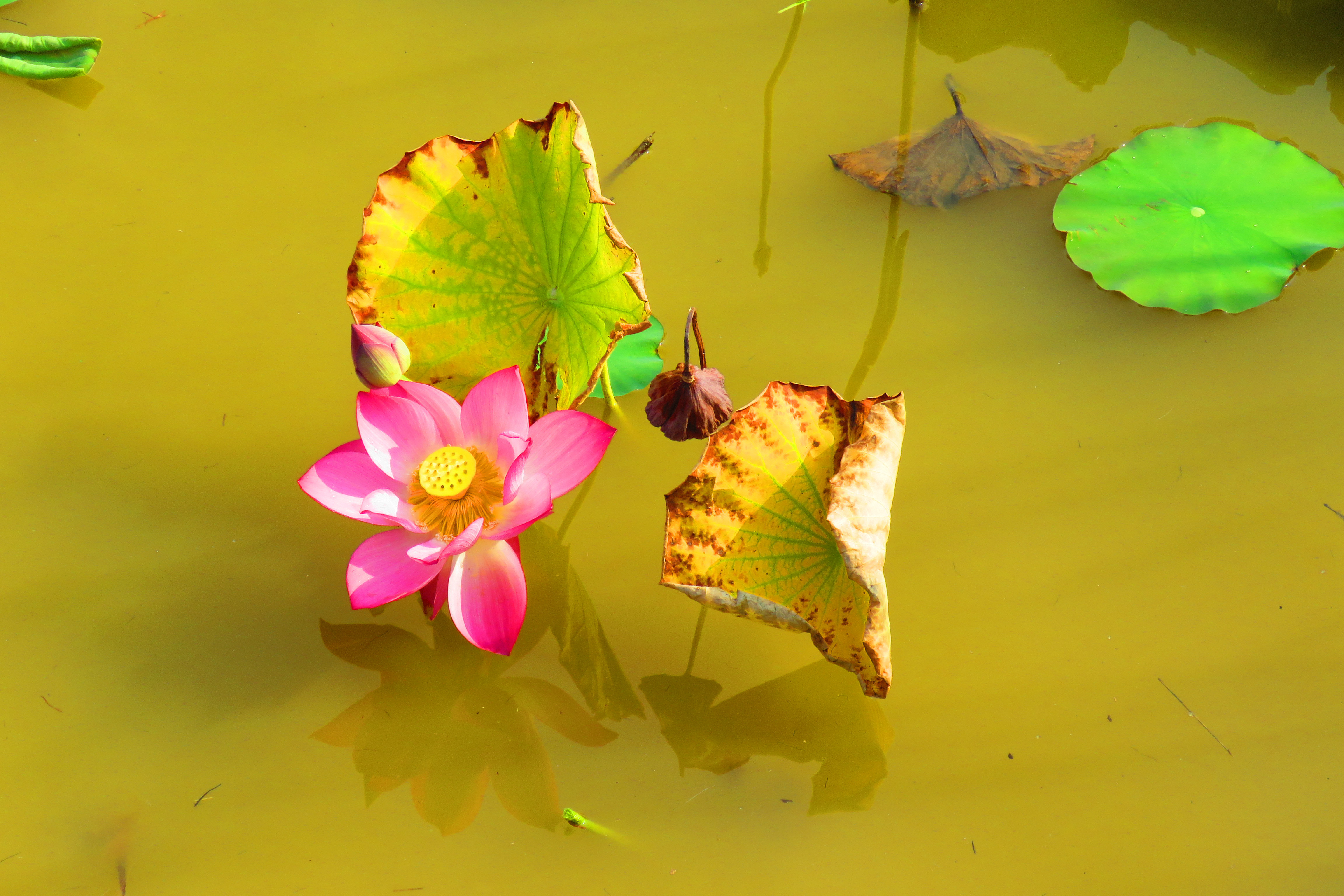 红藕香残玉簟秋