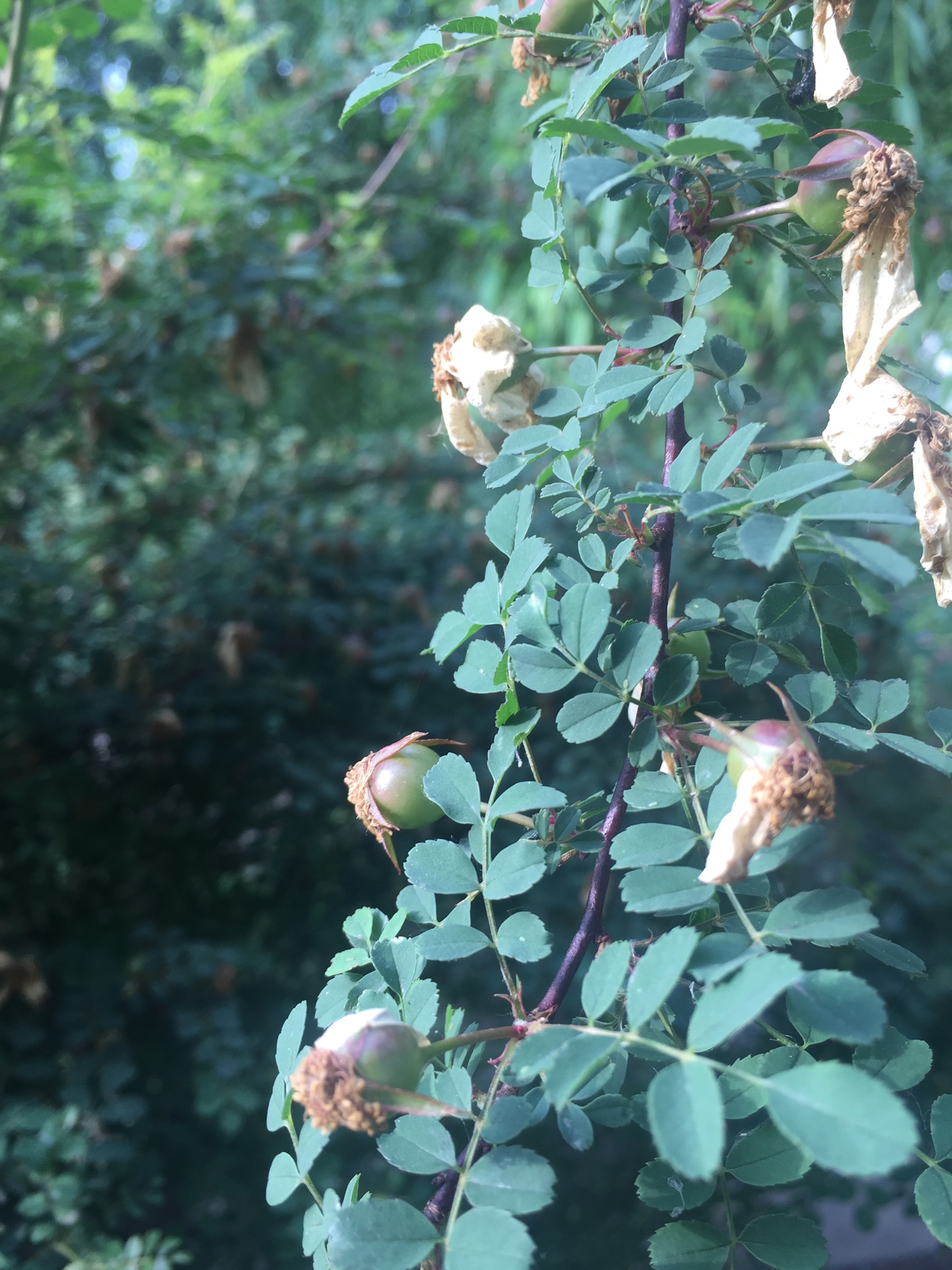 这都是刺木果子吗