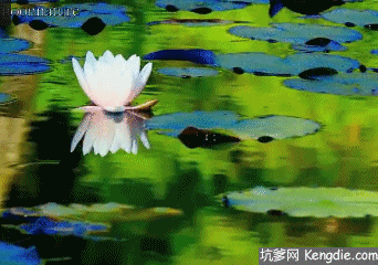 342_240gif 动态图 动图