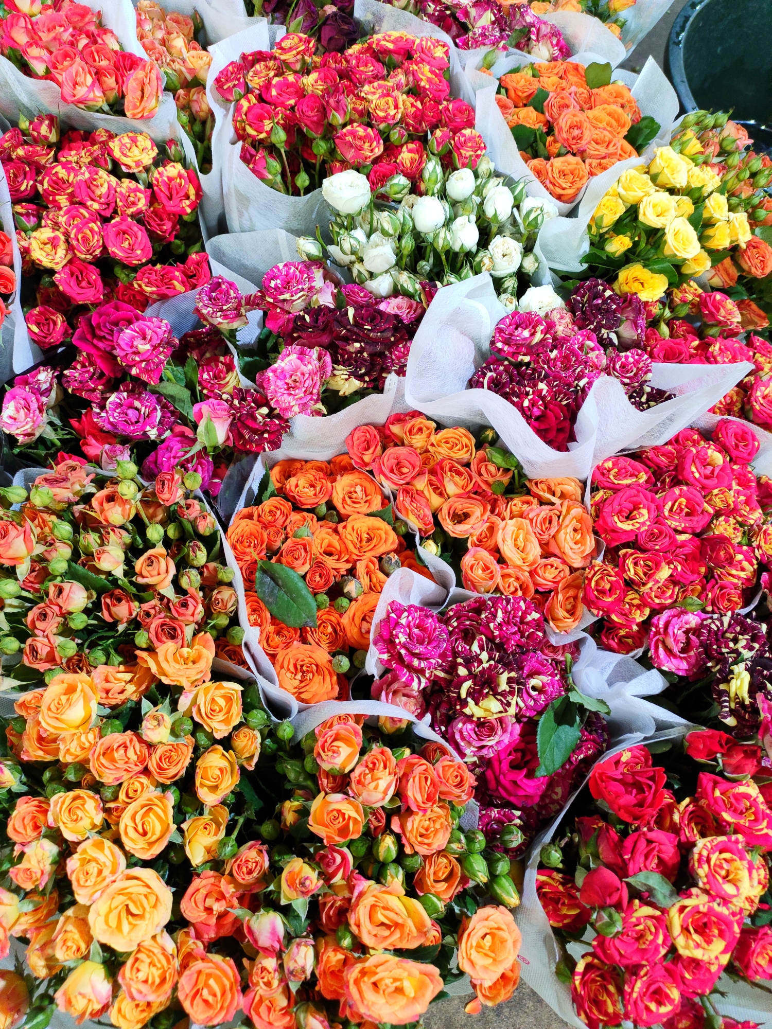 云南旅游第2天 上午昆明呈贡区斗南国际花卉市场