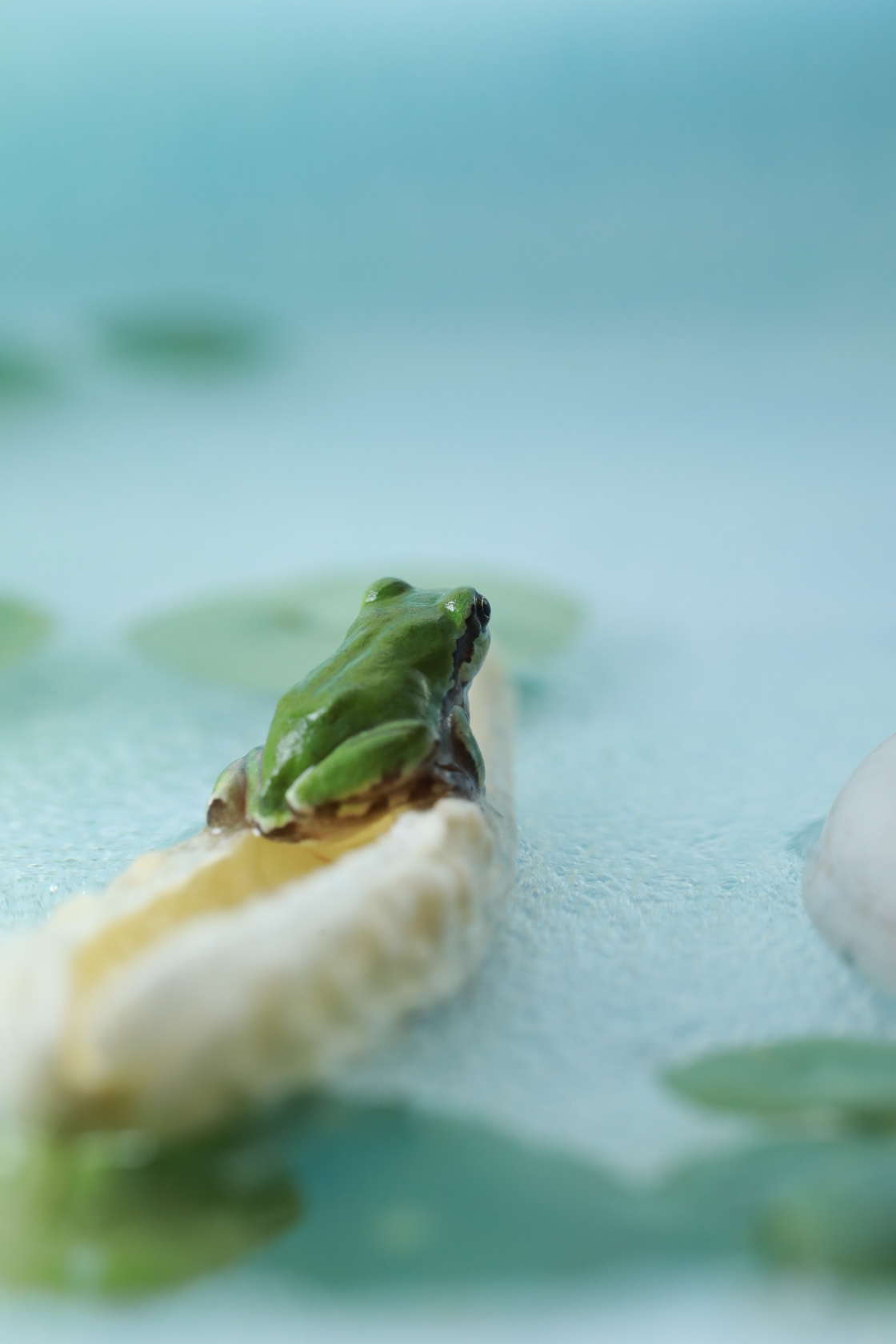 (原片微距摄影)小青蛙