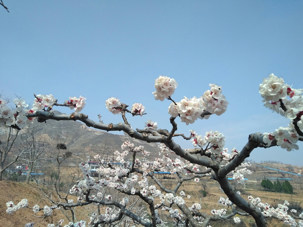 富平柿子风情小镇曹村马家坡!