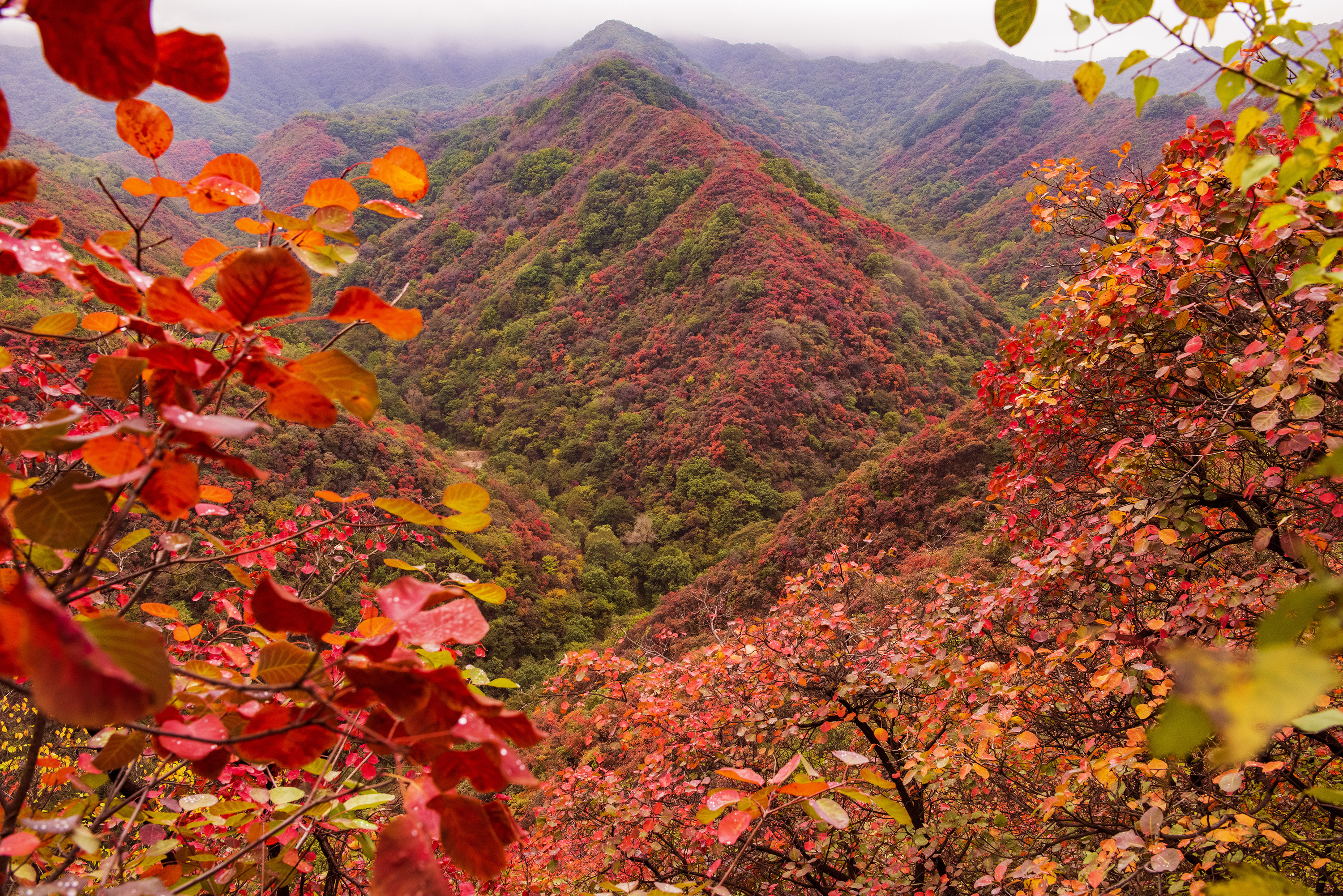 甘山红叶美如画(2019年新拍)