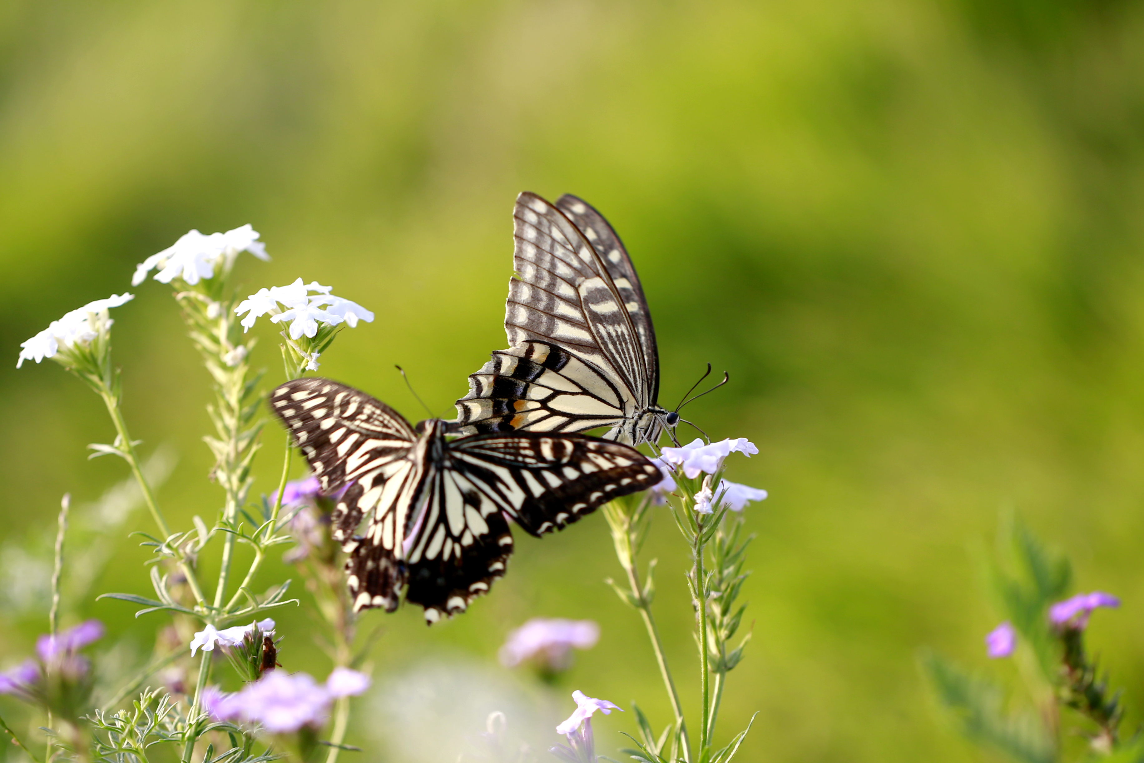 两只蝴蝶翩翩舞
