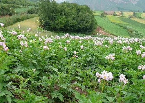 土豆花开作者:张树诚摄影:郑社奎