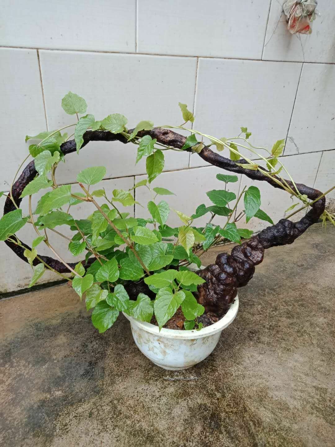 家栽何首乌,健康又幸福