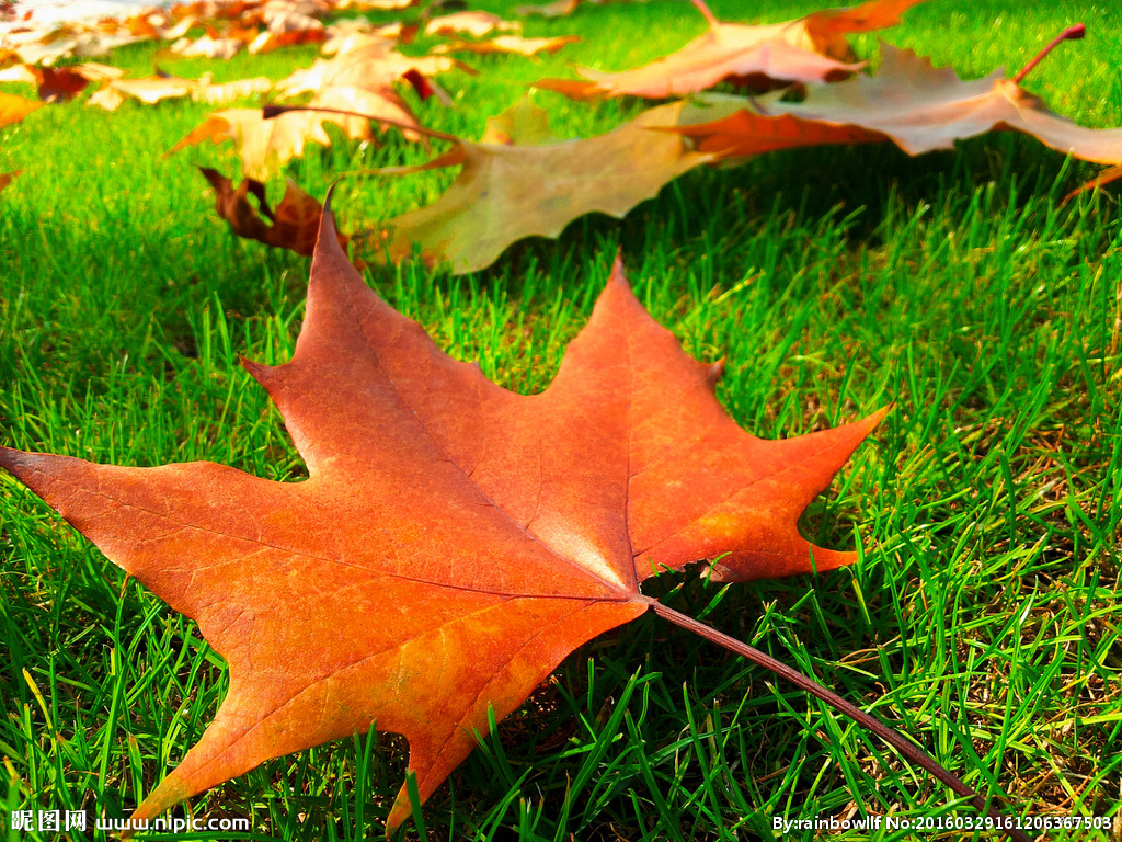 侯哥·海之缘‖【古风】立秋(外二首)