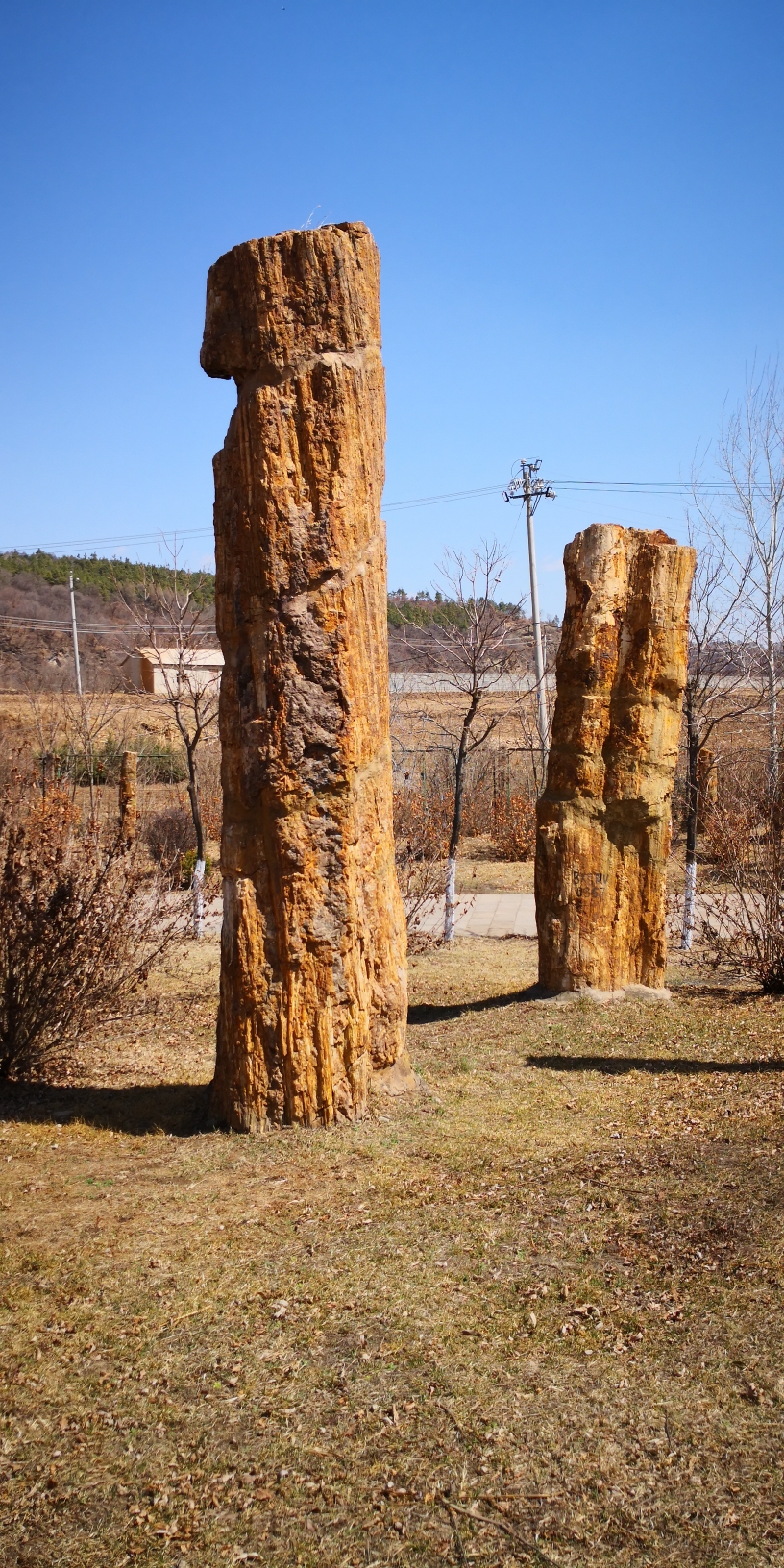 本溪水洞硅化木公园