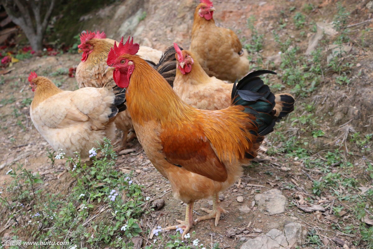 一群鸡 原创图片来源网络