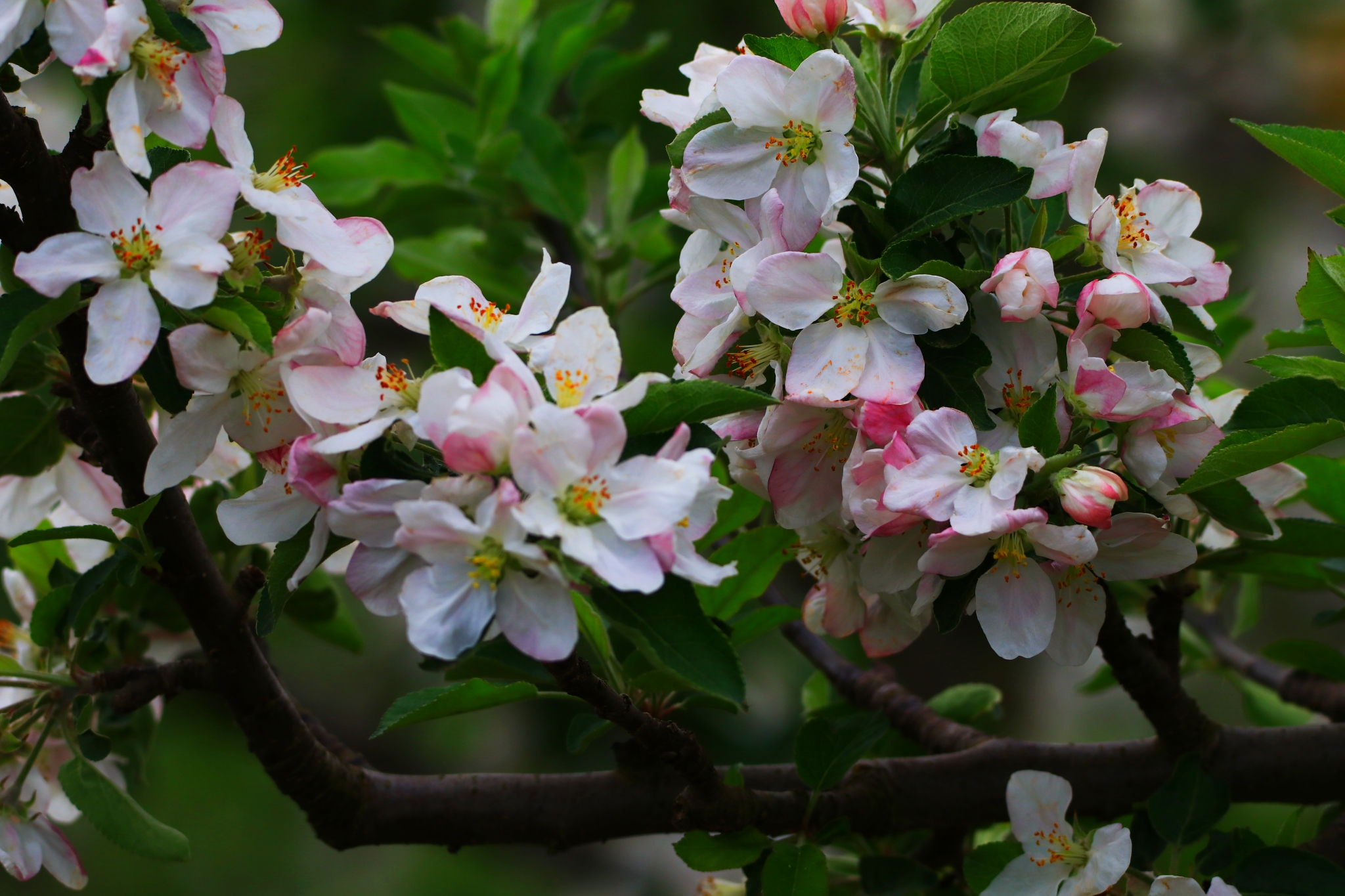 相約2019蘋果花開,探秘秦源.