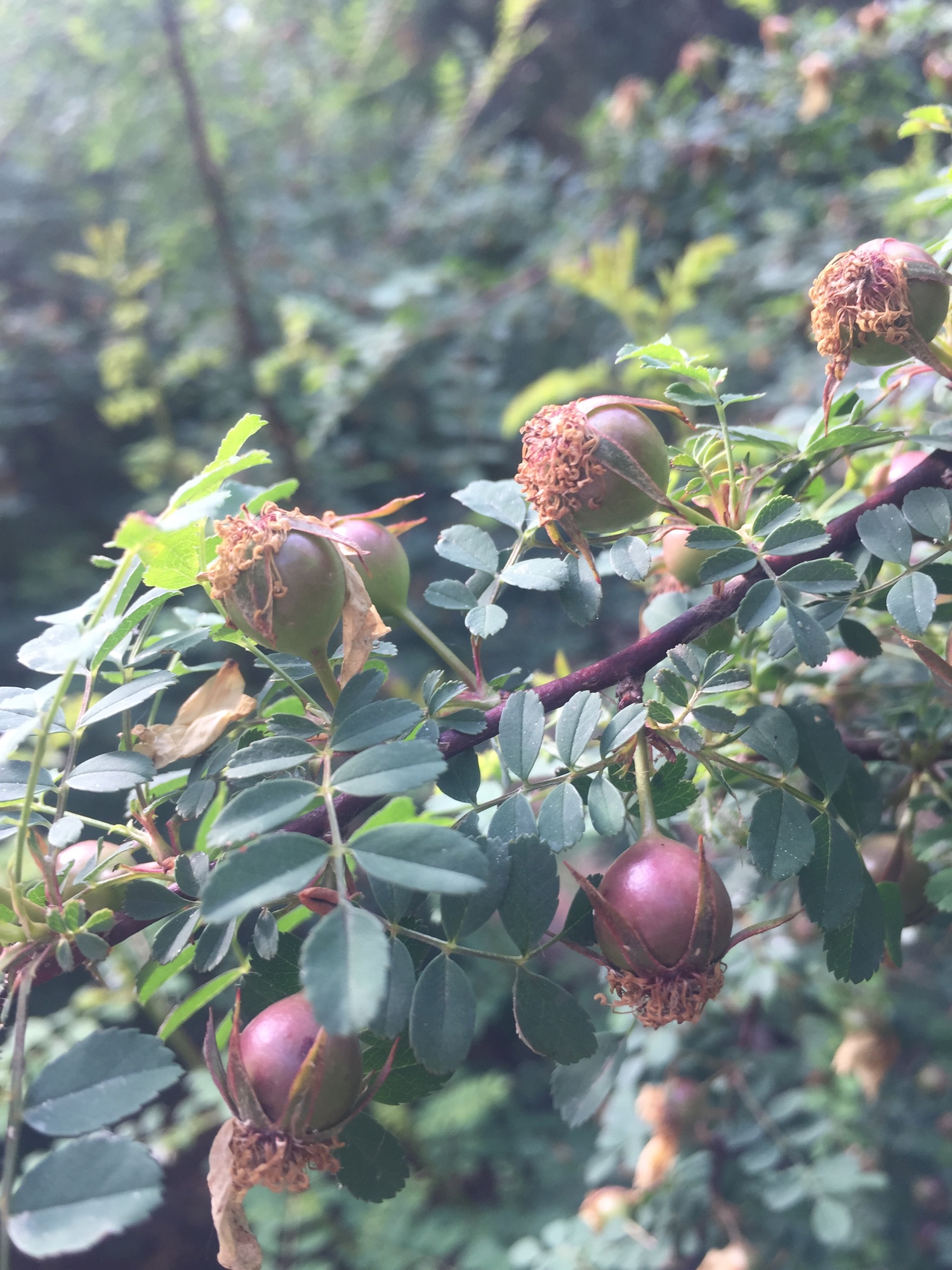 这都是刺木果子吗