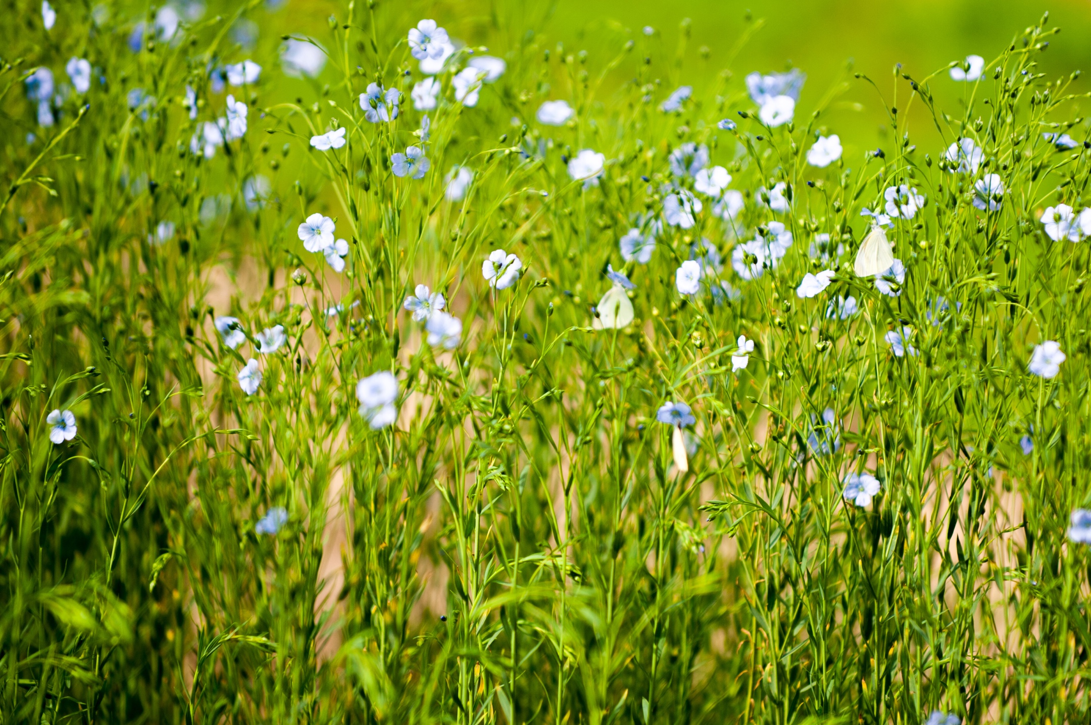 浅夏. 亚麻花开了