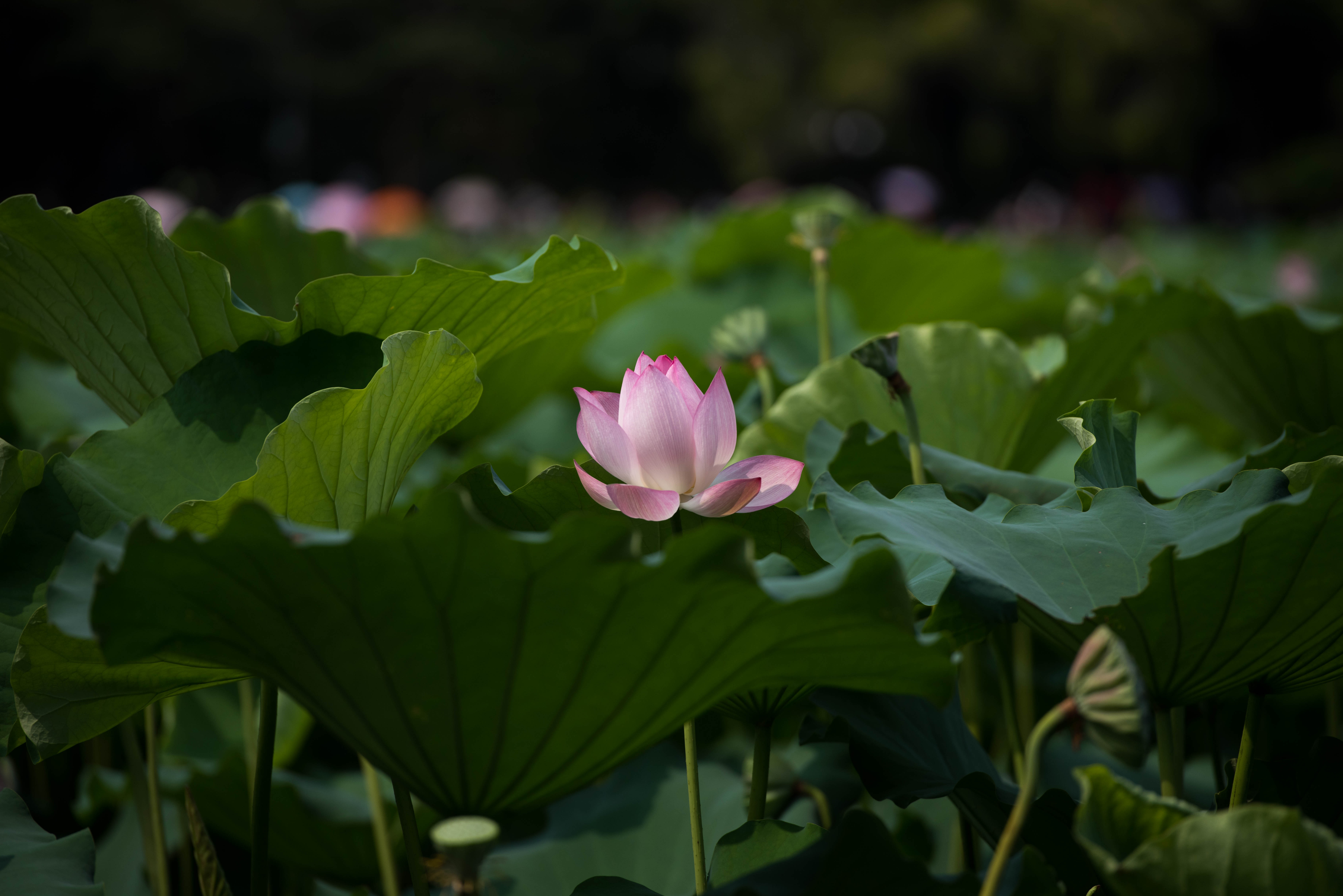 鹏城洪湖公园闲拍 摄影:牧秋