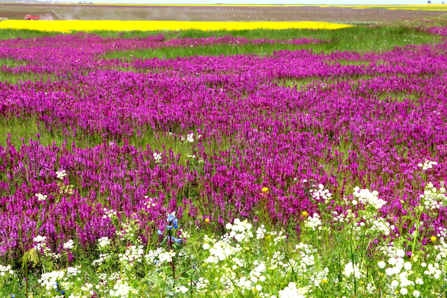 青海湖畔花如海20190723
