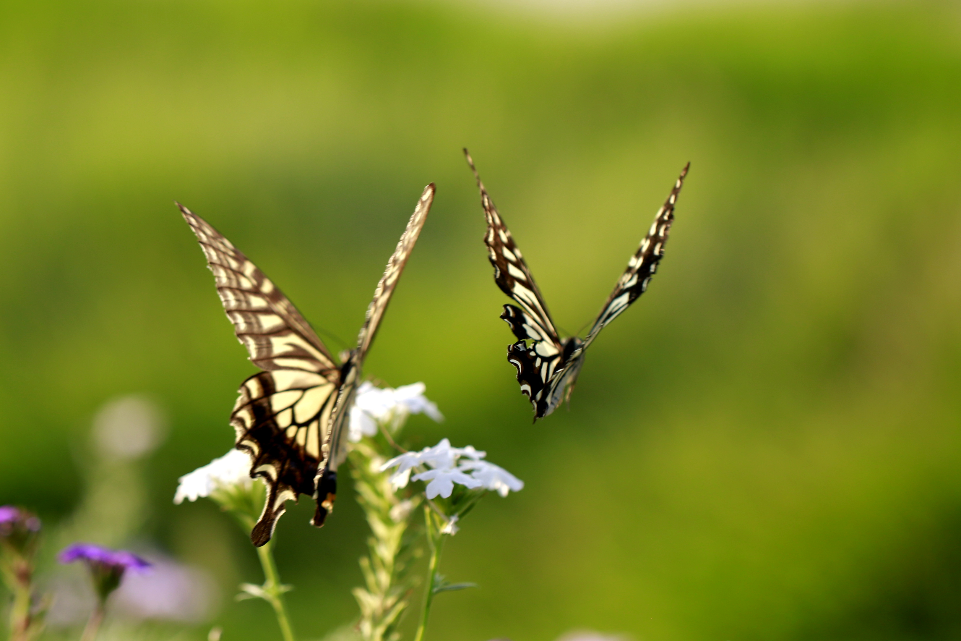 两只蝴蝶翩翩舞
