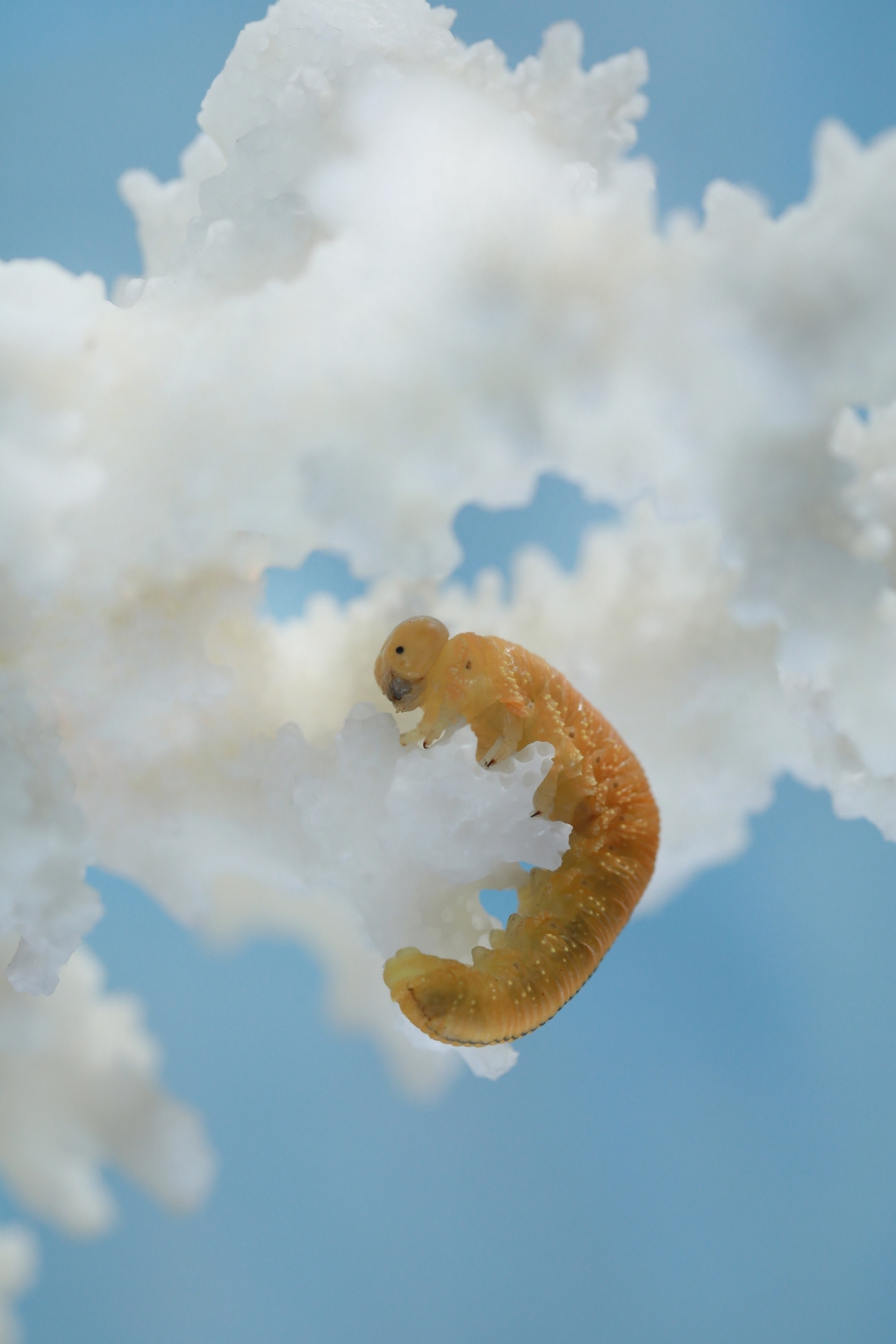 (原片微距摄影)可爱的小黄虫虫