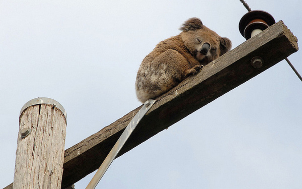 直击动物们可爱的百态睡姿,你有没有被萌到了