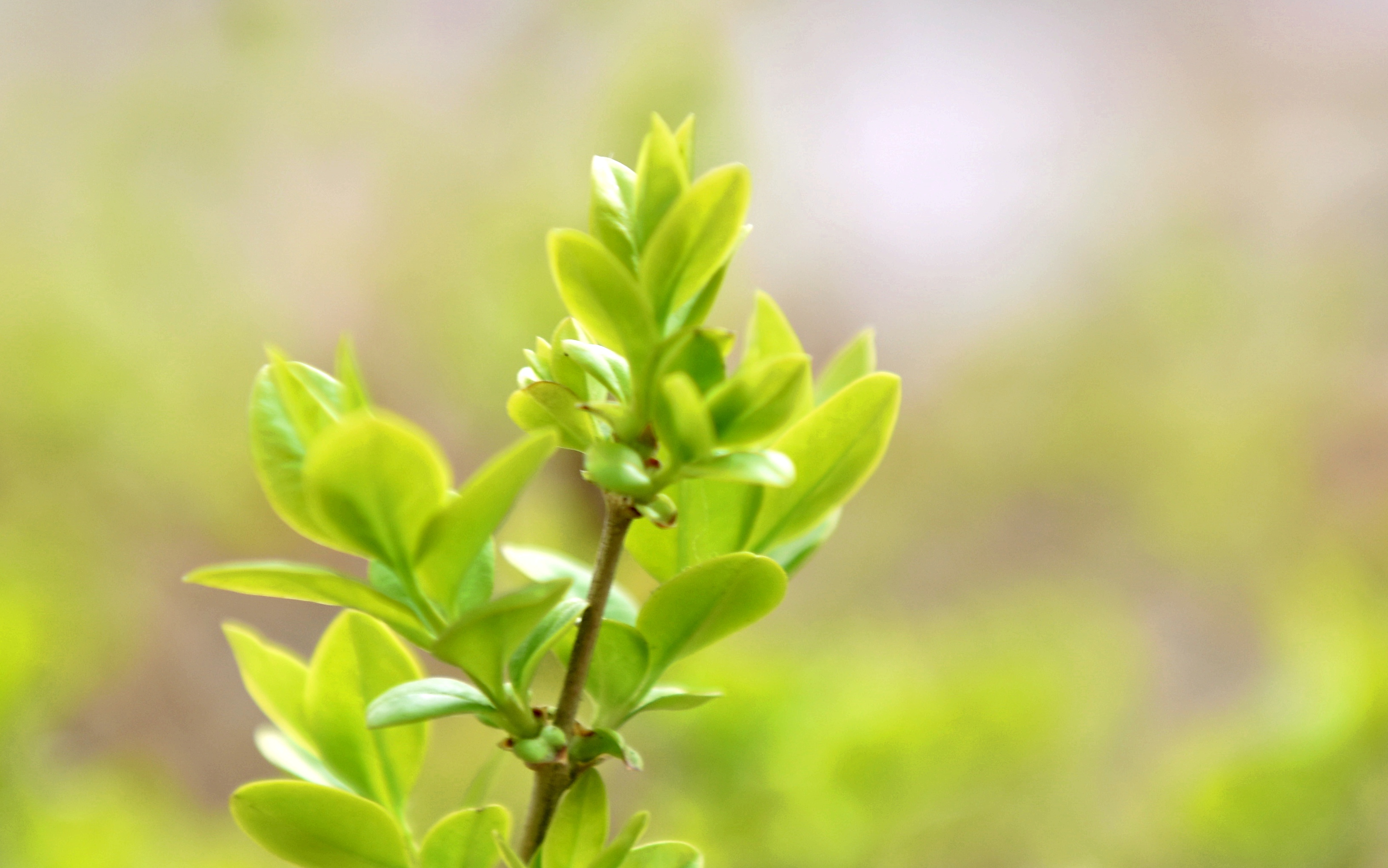 摄影原创:【家园的春天】