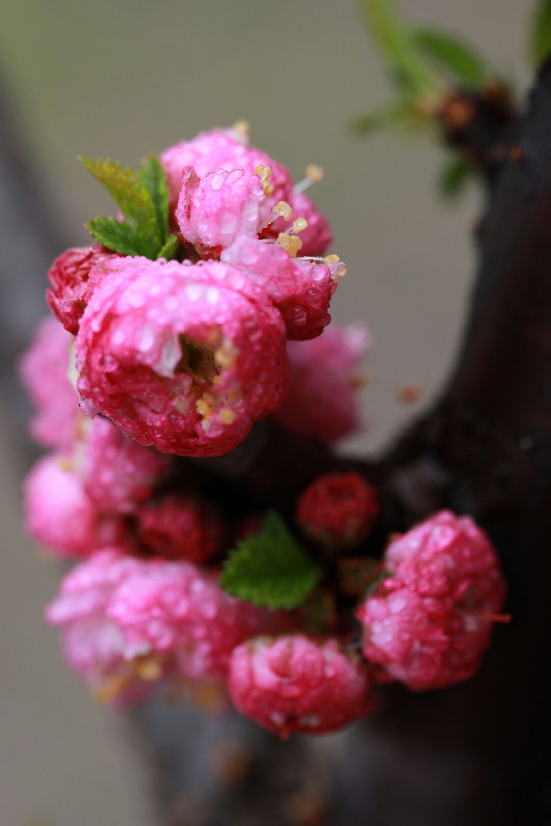 (原片微距摄影)榆叶梅