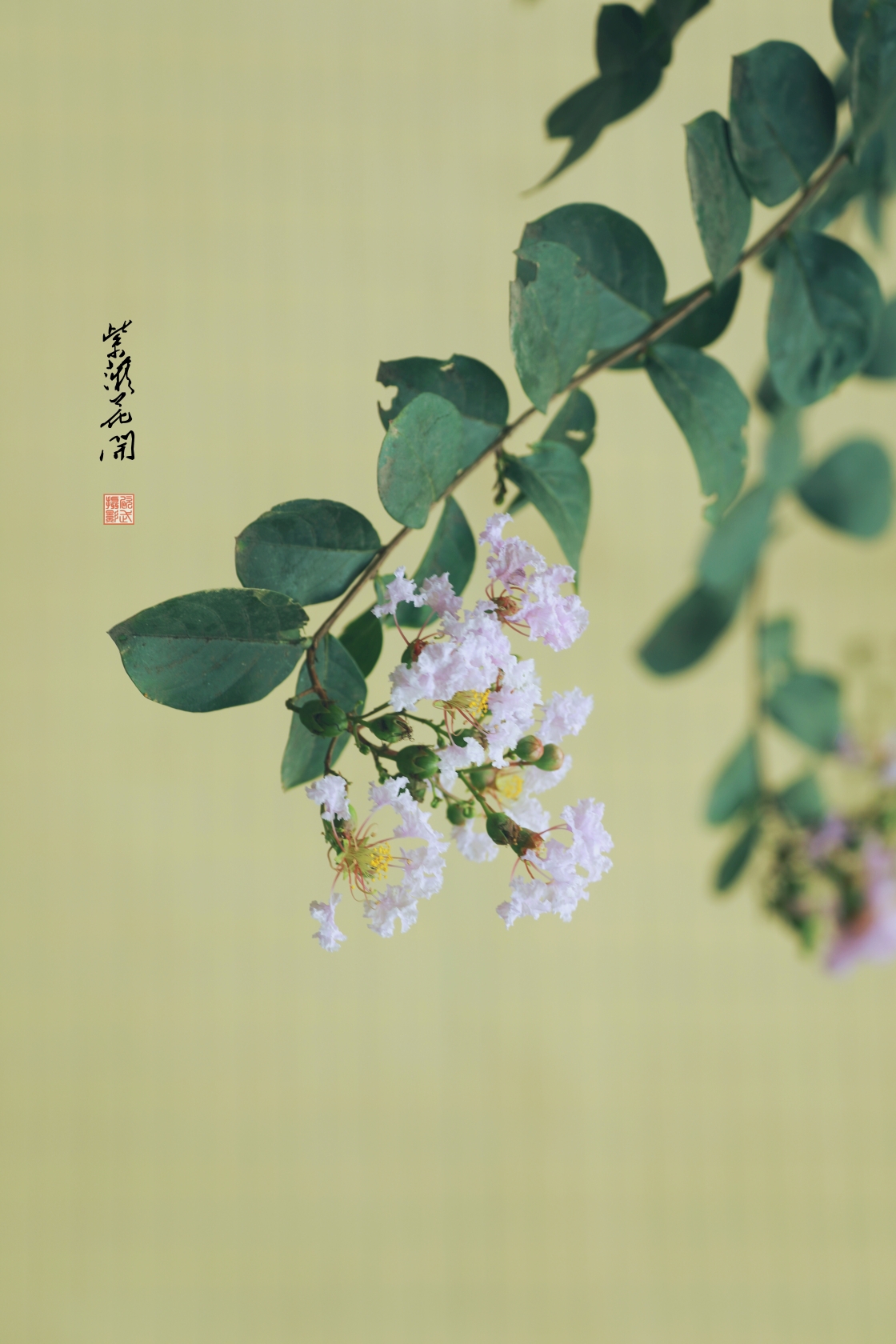 谁道花无红百日,紫薇长放半年花