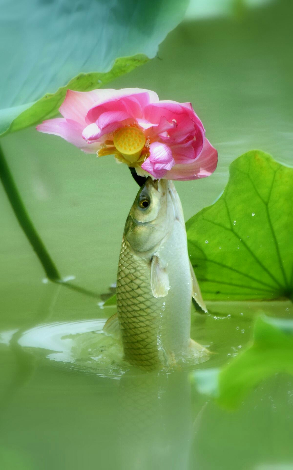 出水芙蓉洁净心,轻施粉黛似鸳衾. 特别声明:本文观点仅代表作