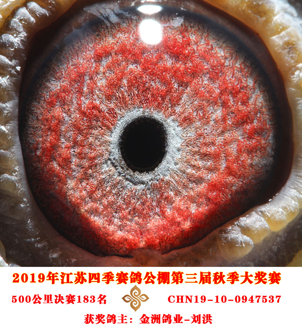 2019年秋江苏四季赛鸽公棚决赛获奖鸽151-200名
