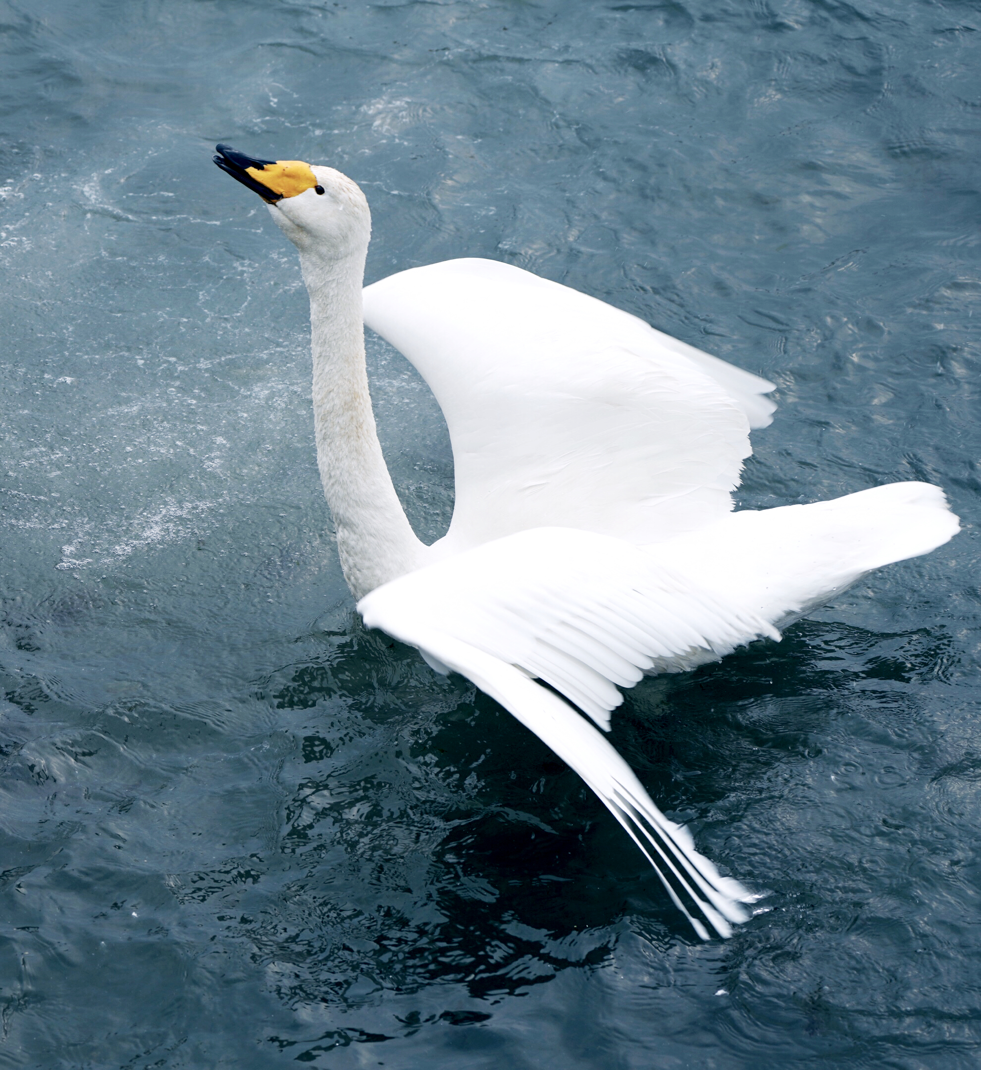 《一只独秀白天鹅》