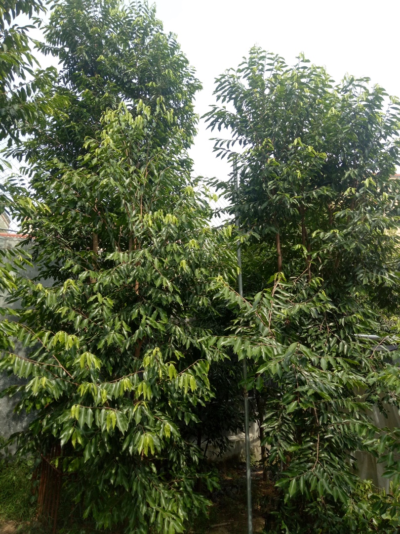 奇楠树图片,奇楠树品种图片大全,香树图片_大山谷图库