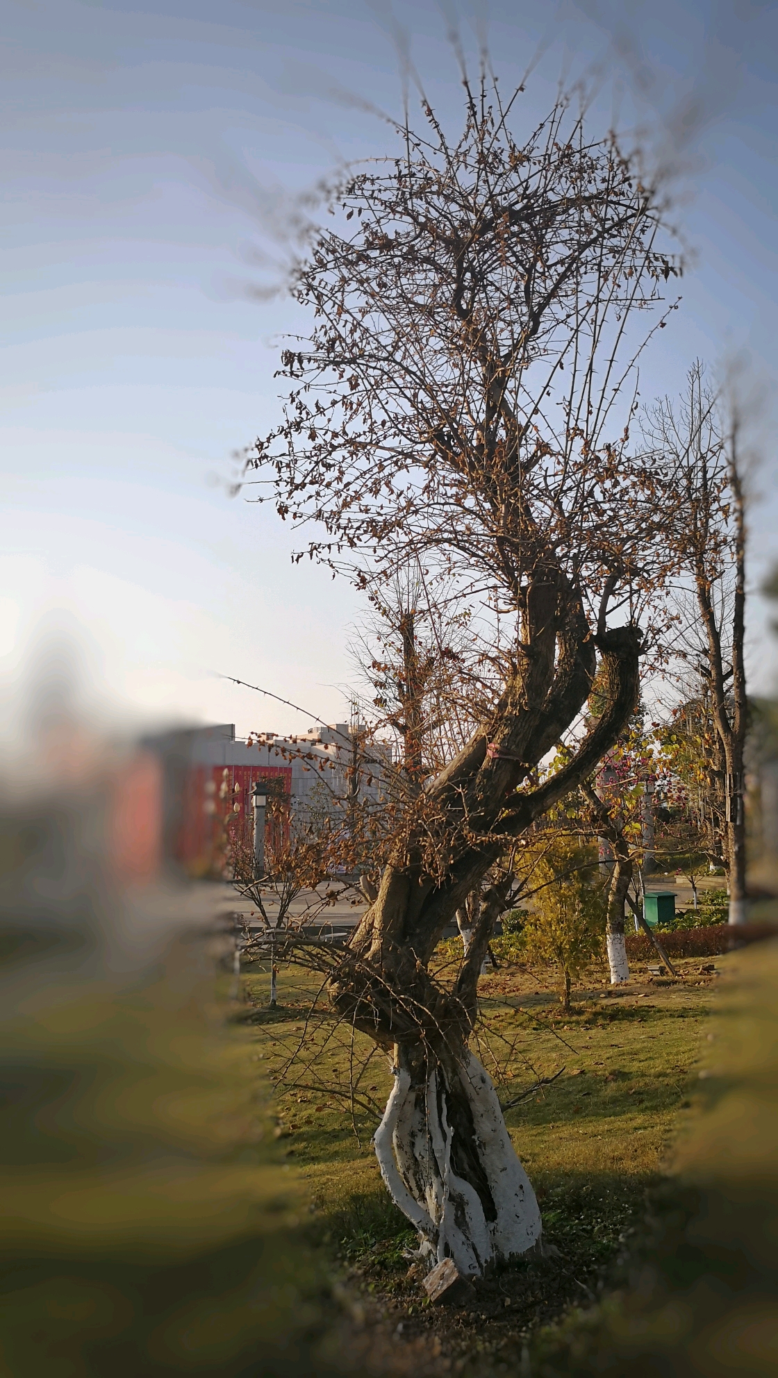 这树姿够婀娜吧.