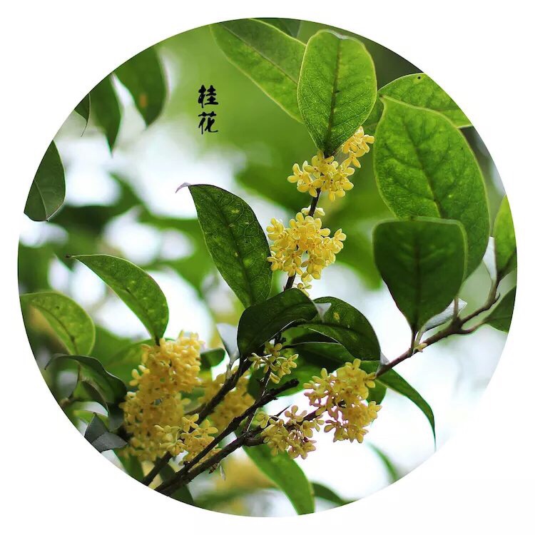 八月桂花盛开季节