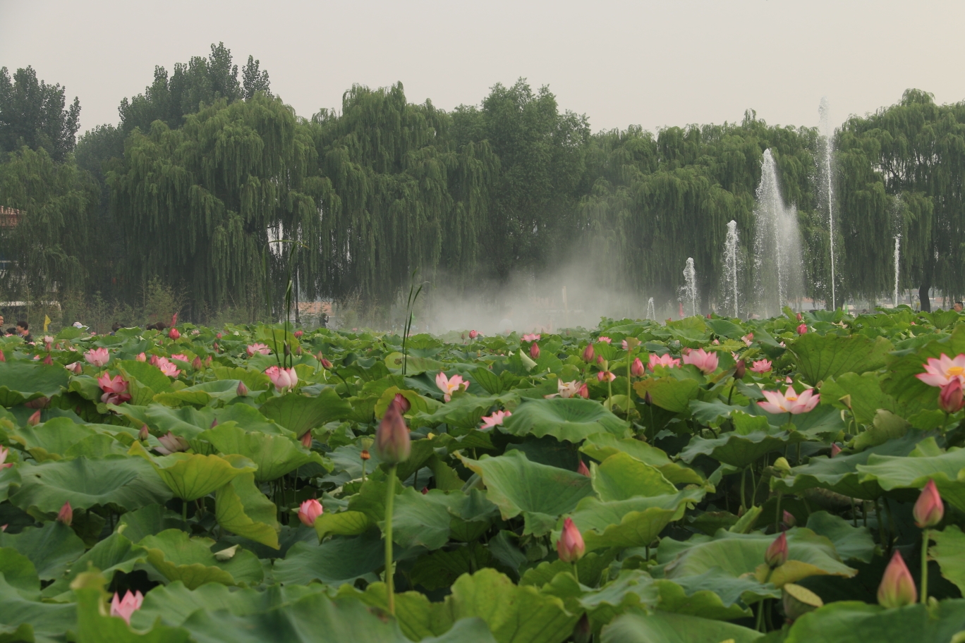 2019年白云湖荷花节盛大开幕