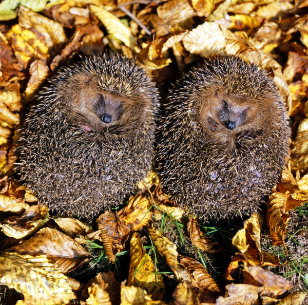 直击动物们可爱的百态睡姿,你有没有被萌到了