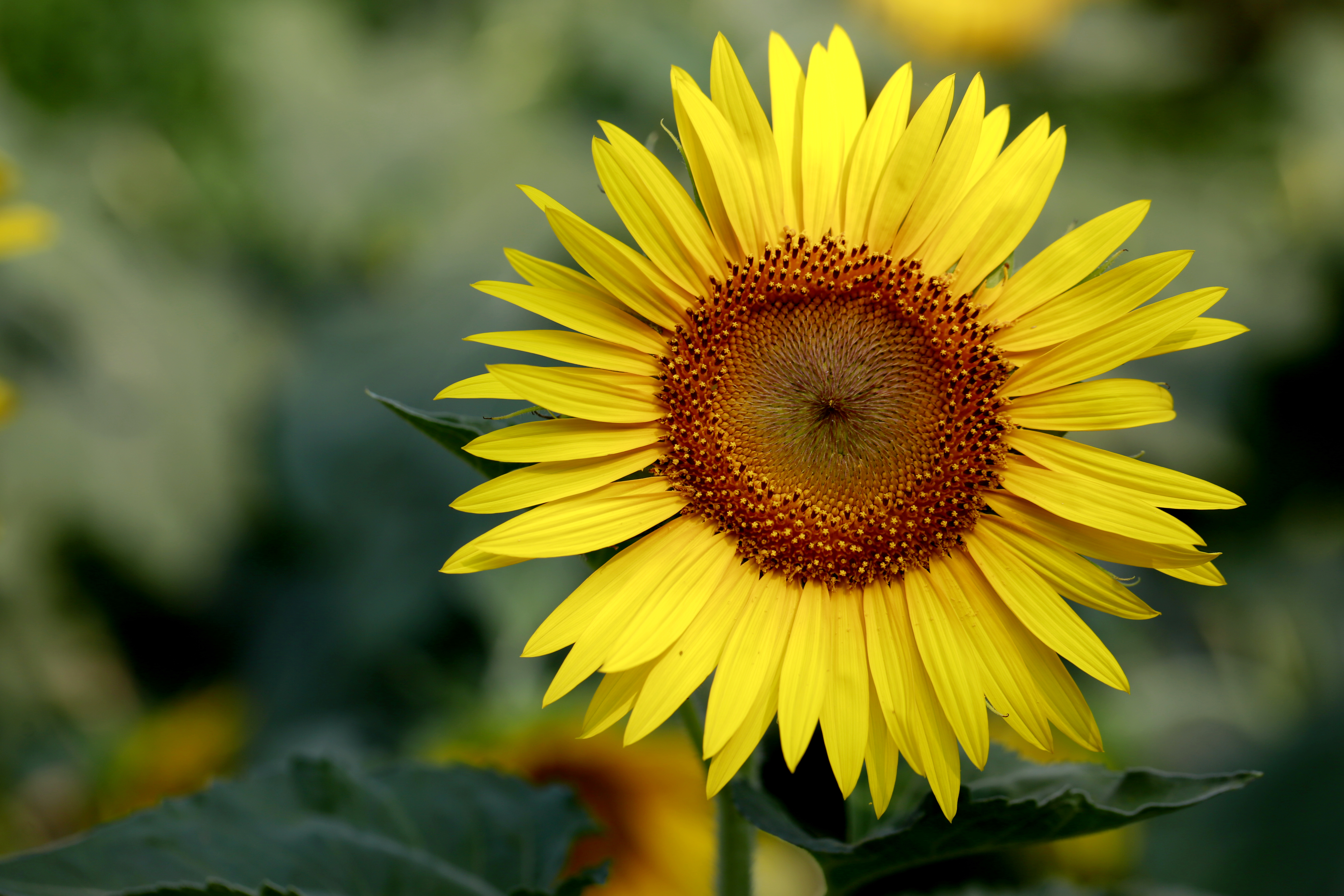 油葵花开金灿灿