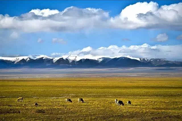 听||《相约在可可西里》作者:金罡.朗诵:杨克毅