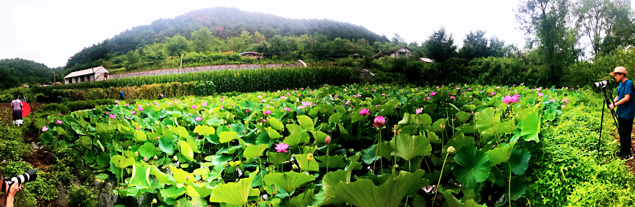 高台子中学荷花池塘