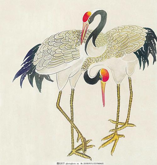 丹顶鹤 原创 图片来源网络