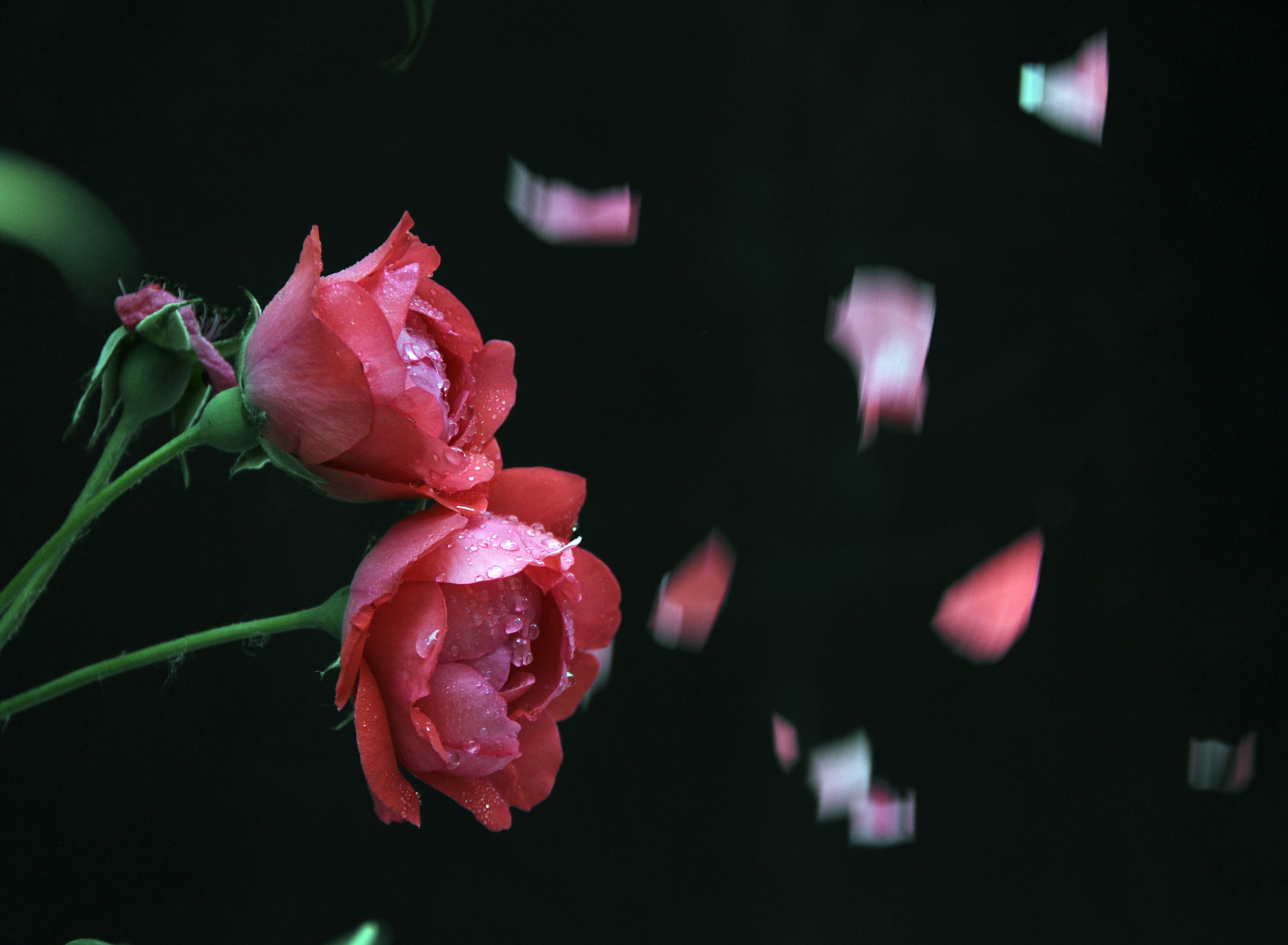 做一朵美丽的女人花