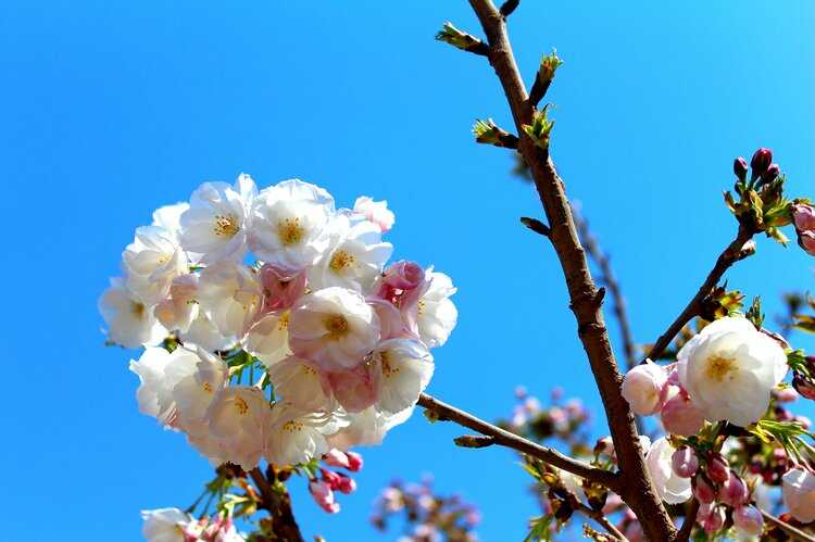 飄飄的落花如流水,才知道花期的珍貴