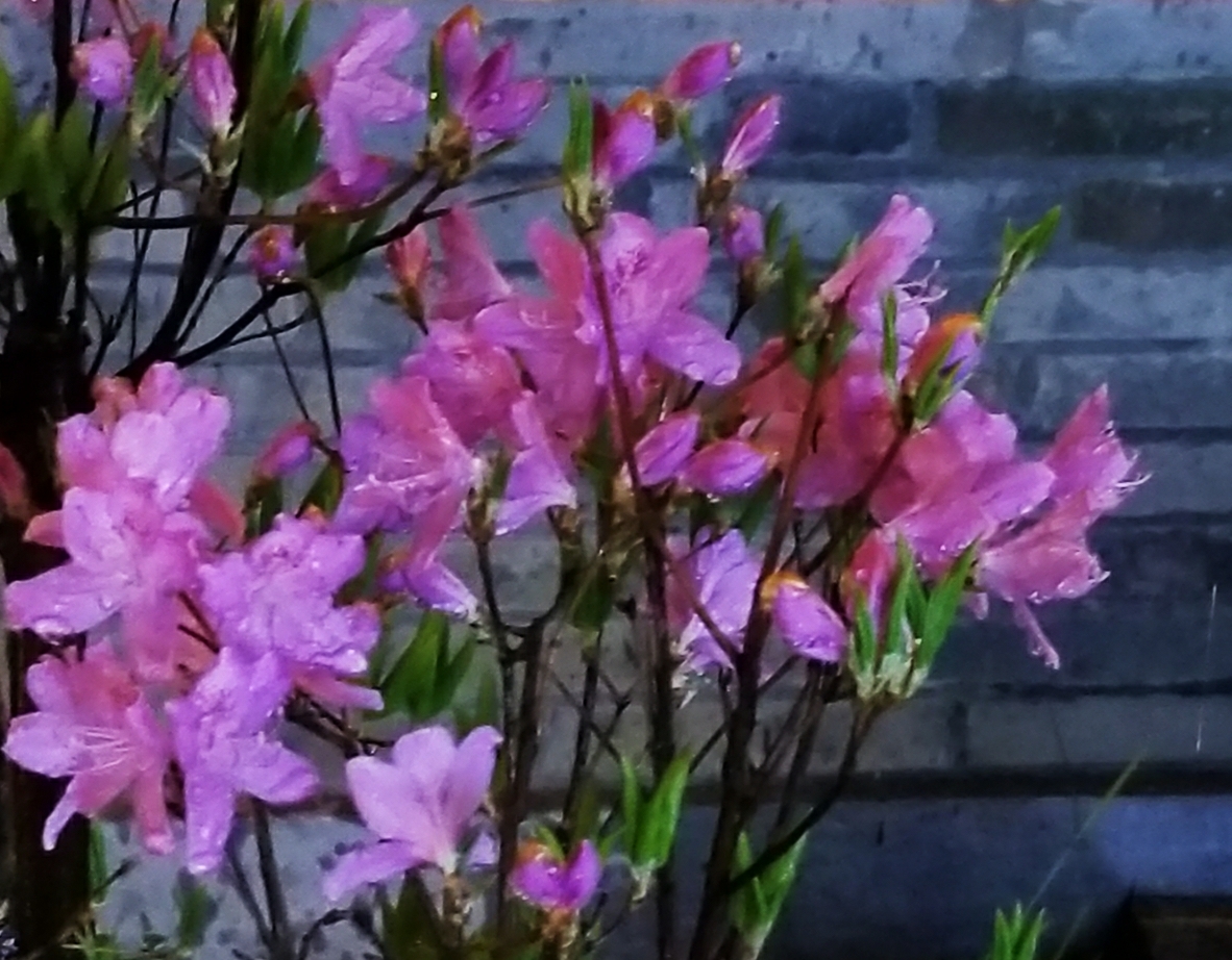 瀝瀝雨徘徊, 漫漫早春寒. 清明踏青歸, 花瓣伴作淚. ……清明祭