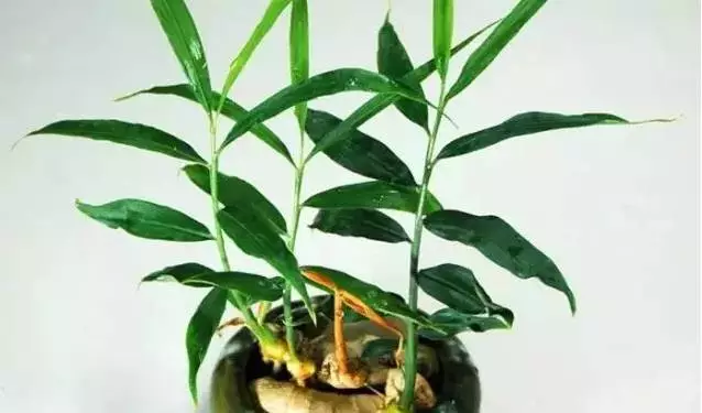 家里种生姜,全家都安康!教你花盆种姜的秘密